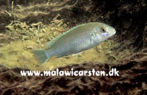 Labidochromis pallidus